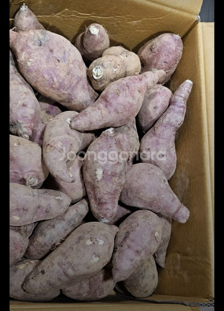 못난이 고구마10kg--1