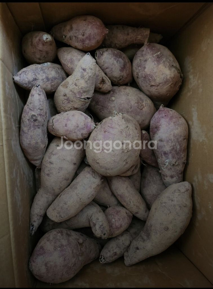 못난이 고구마10kg--2