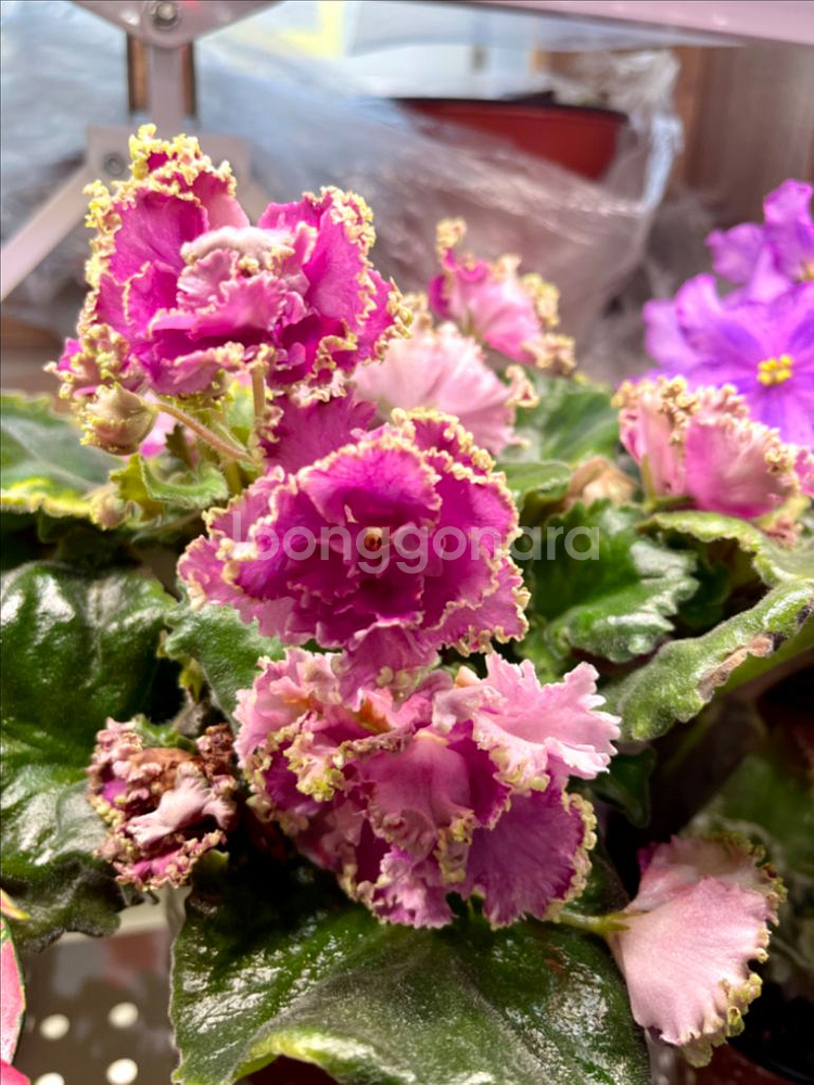 러시아 바이올렛) 폴보로그 대품 택포 네고 가능--0