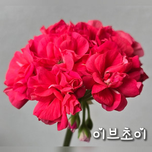 이브초이 제라늄