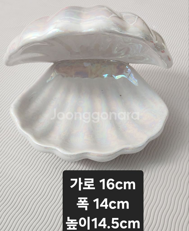인테리어 조개 오브제(반값포함)--0