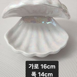 인테리어 조개 오브제(반값포함)