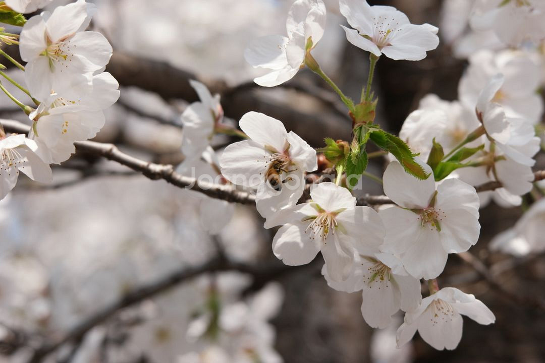 삼성 NX 50-200MM 망원 줌렌즈--4