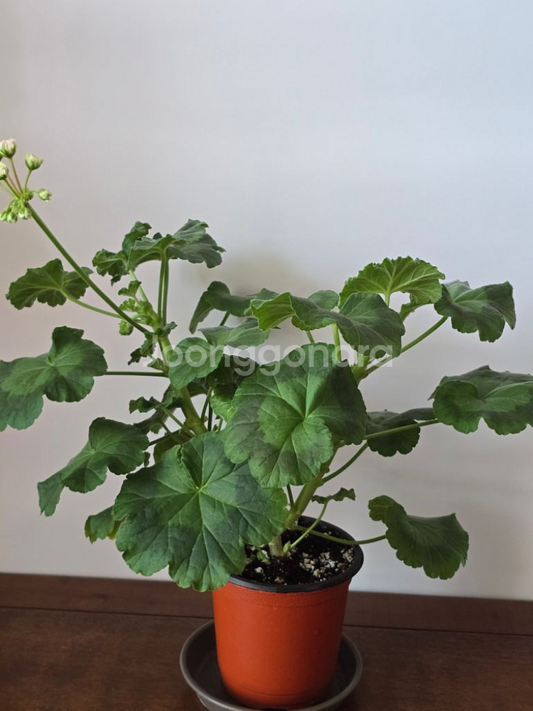 별빛메모리 제라늄--0