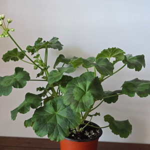 별빛메모리 제라늄