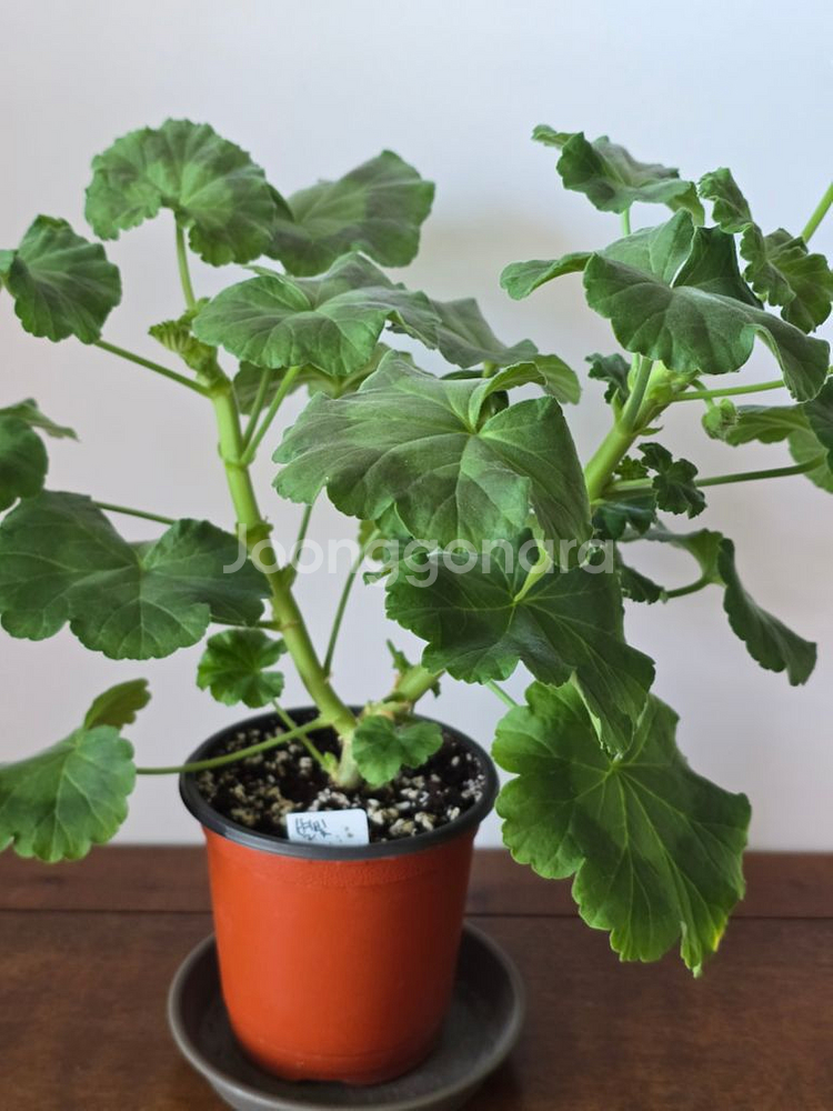 별빛메모리 제라늄--1