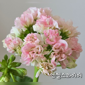 엔젤스콰이어 제라늄