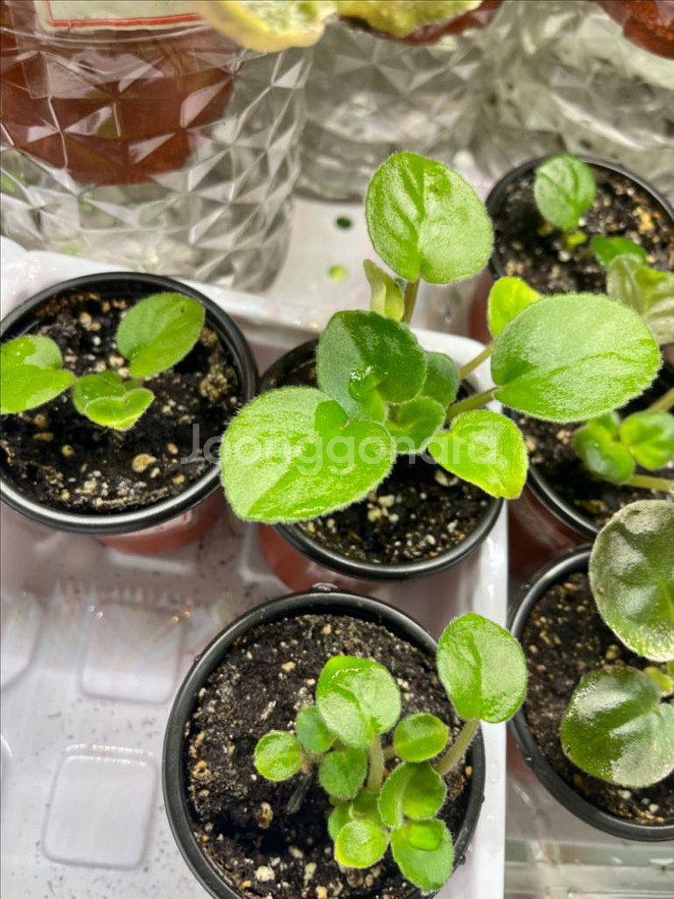 러시아 바이올렛) DN 크리스마스 스피릿 삽목분--2