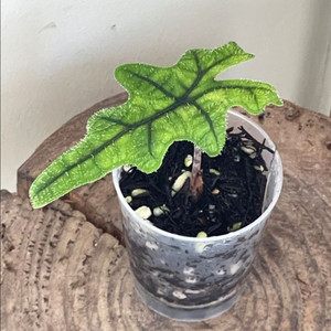 알로카시아 잭클린 바리에가타 골든스킨