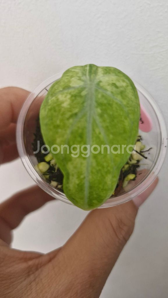 알로카시아 블랙벨벳 닌자 스플레쉬 트리컬러--4