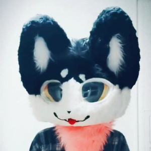 고양이 퍼슈트