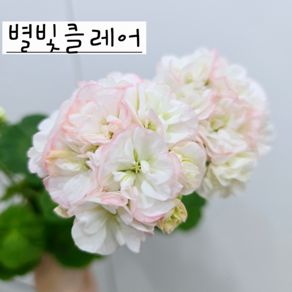 별빛클레어 제라늄