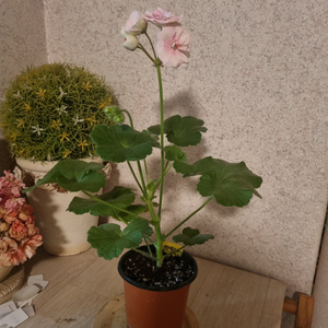 제라늄 매드펄로즈 중품