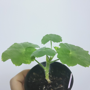 제라늄 밀필드로즈 0.4