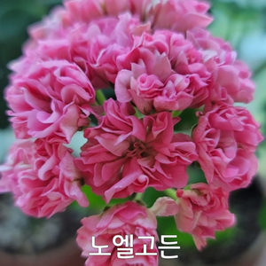 제라늄 노엘고든 중품0.5