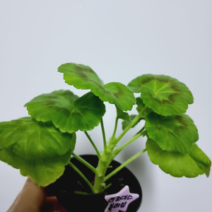 제라늄 리조이스블라섬0.5