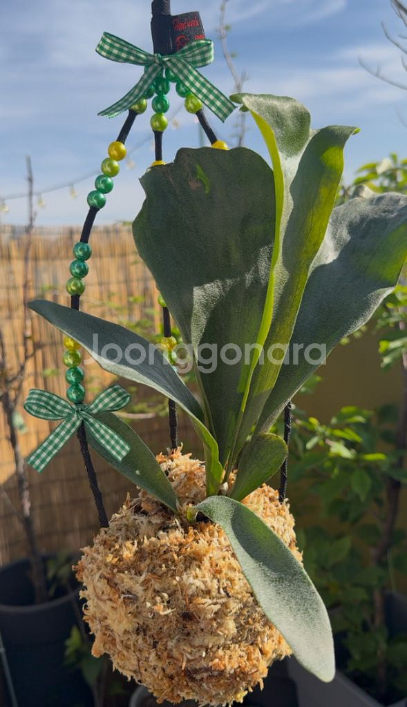 박쥐란 헌팅트로피 행잉플랜트 작품--2