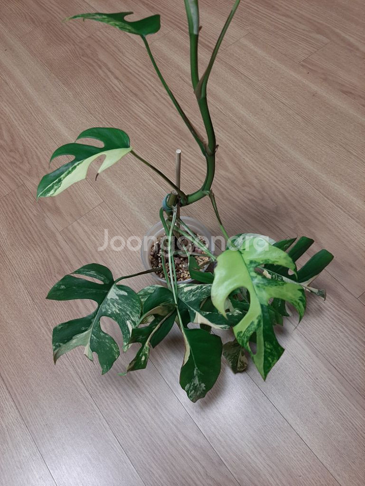 옐로우 히메몬스테라 대품--3