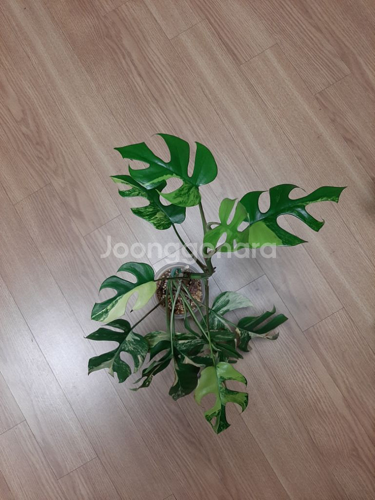 옐로우 히메몬스테라 대품--0