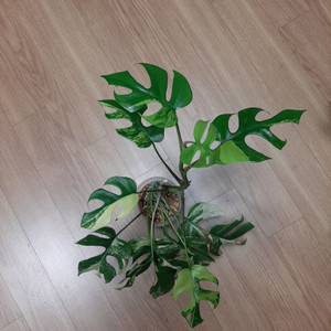 옐로우 히메몬스테라 대품