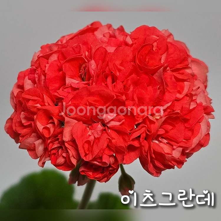 이츠그란데 :: 제라늄--2