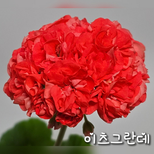 이츠그란데::제라늄