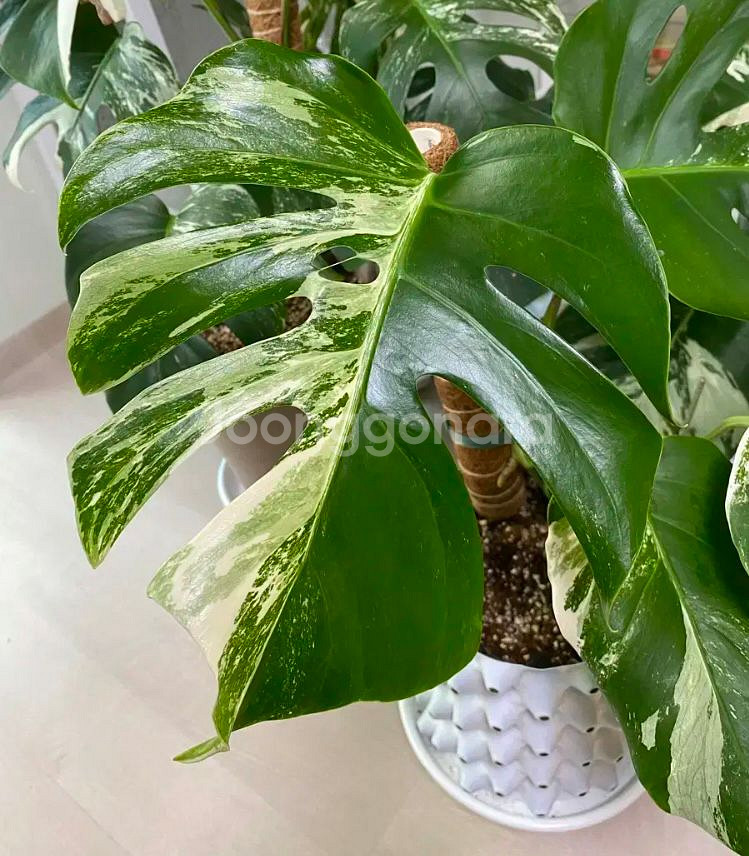 몬스테라 알보--0