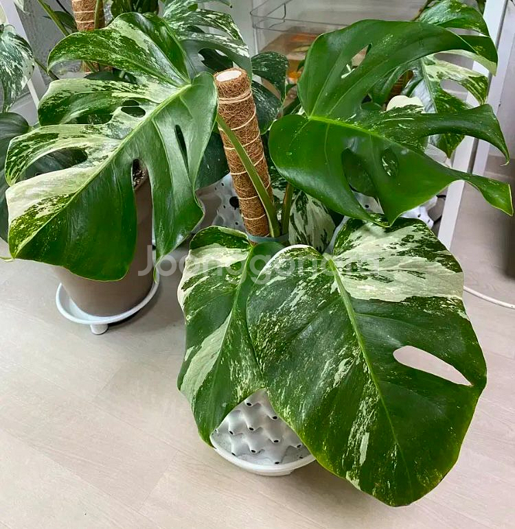 몬스테라 알보--2