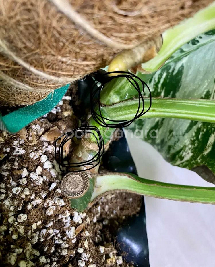 몬스테라 알보--4