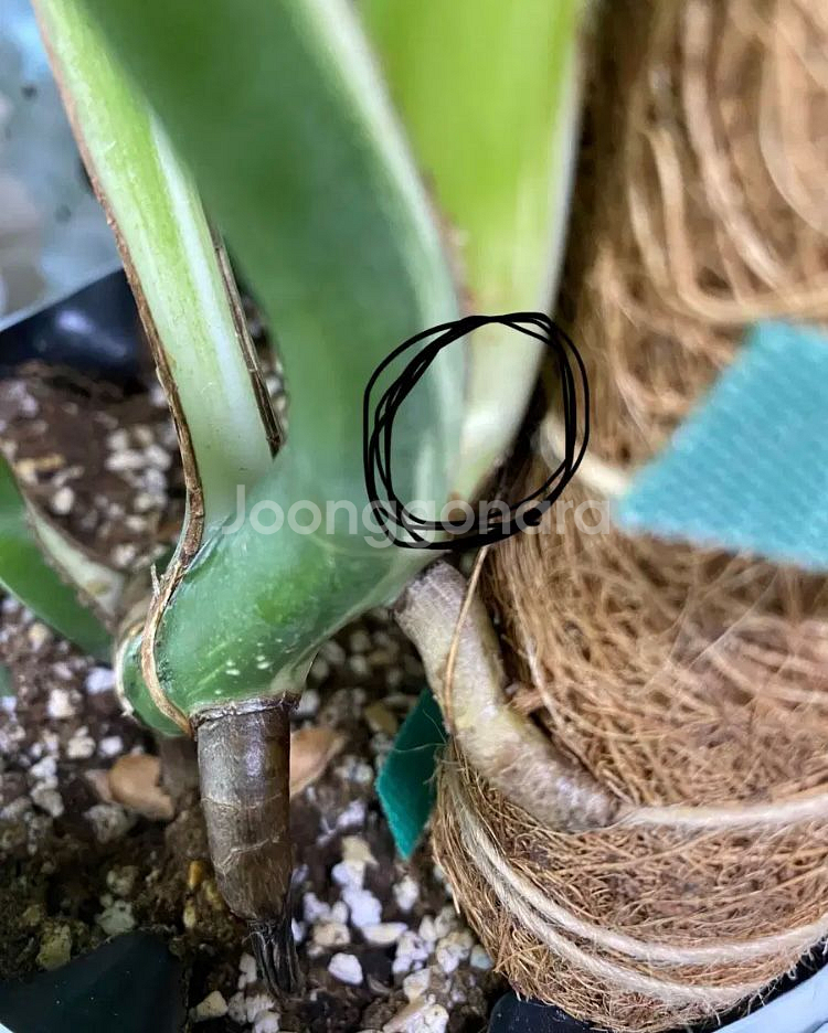 몬스테라 알보--3