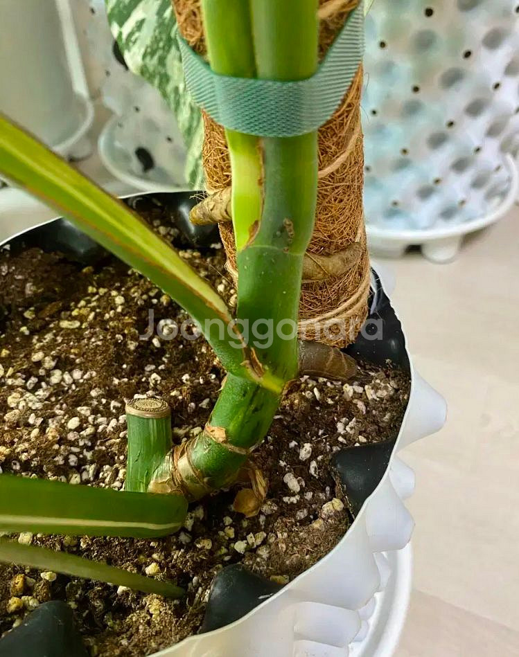 몬스테라 알보--5