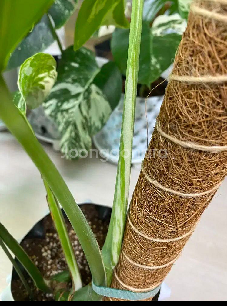 몬스테라 알보--6