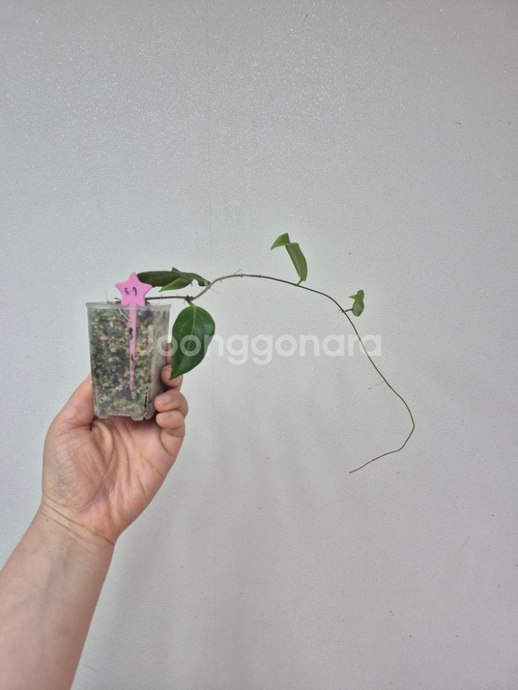 호야 큐티스포르셀라나--2