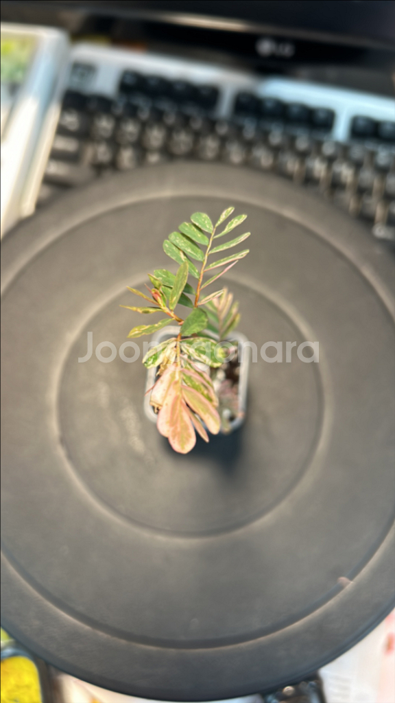 희귀식물, 여우구슬 핑크바리 키큰 개체--1