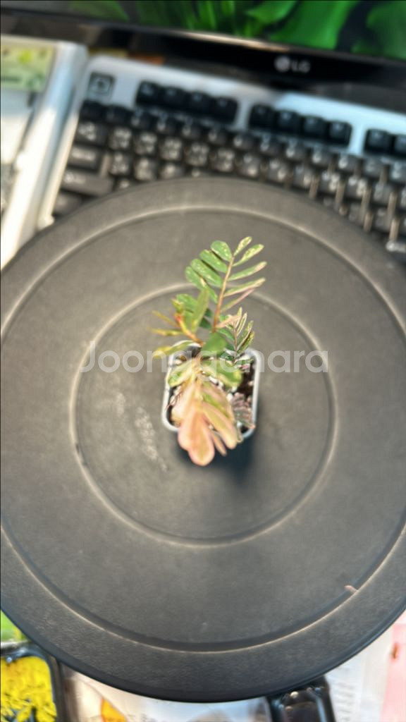 희귀식물, 여우구슬 핑크바리 키큰 개체--0