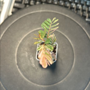 희귀식물, 여우구슬 핑크바리 키큰 개체