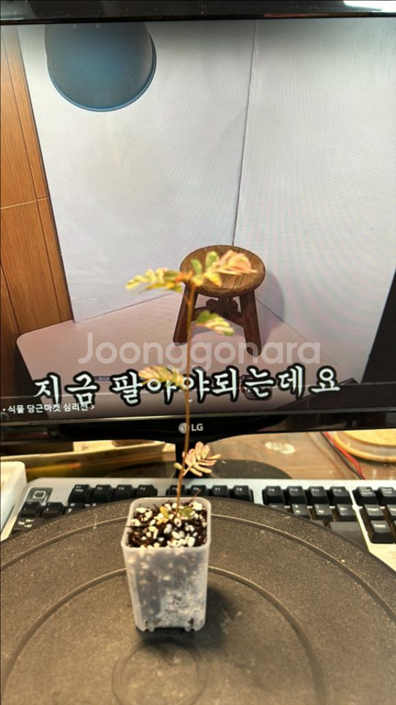 희귀식물, 여우구슬 핑크바리 키큰 개체--2