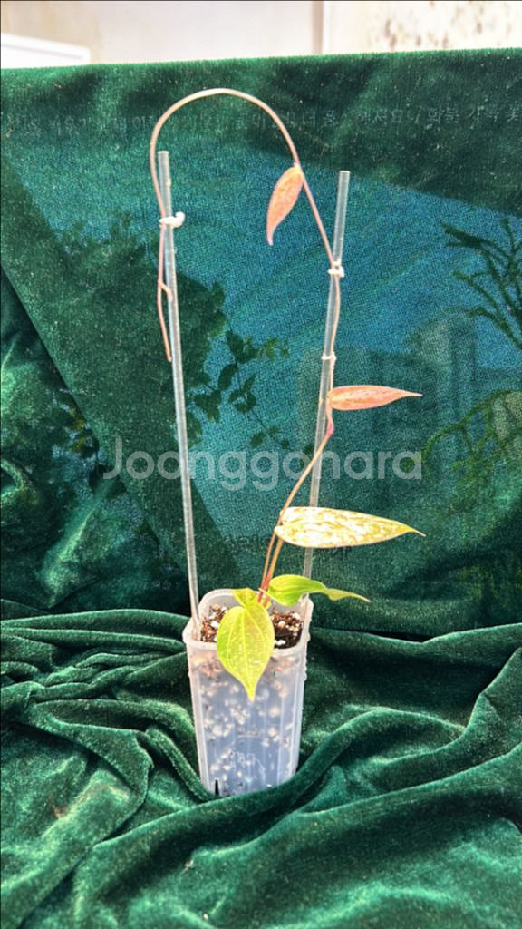 희귀식물, 디스코리아 픽셀 핑크--4