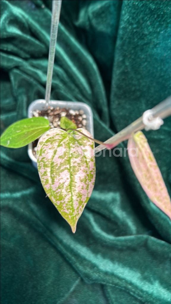 희귀식물, 디스코리아 픽셀 핑크--2