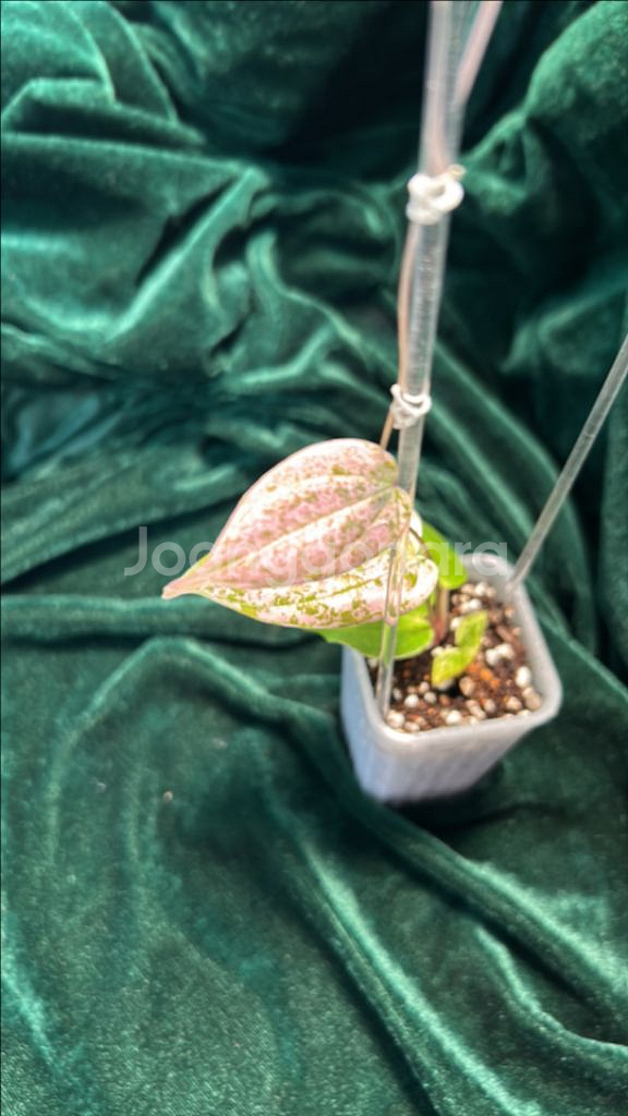 희귀식물, 디스코리아 픽셀 핑크--3