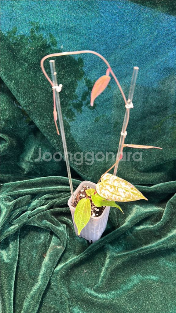 희귀식물, 디스코리아 픽셀 핑크--1