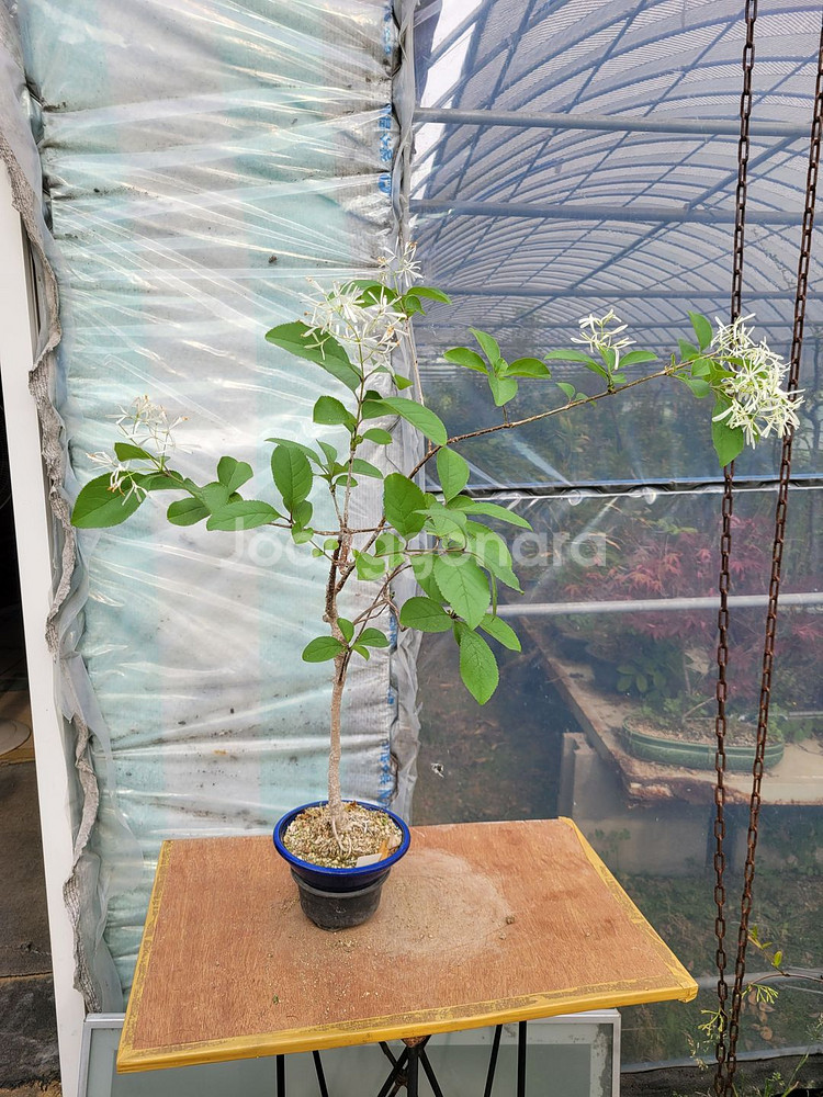 이팝나무 화분 정원수 분재 인테리어화분 카페식물--6