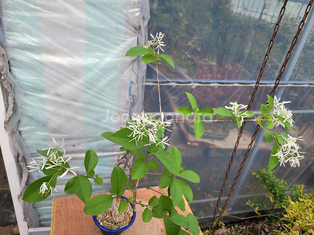 이팝나무 화분 정원수 분재 인테리어화분 카페식물--2