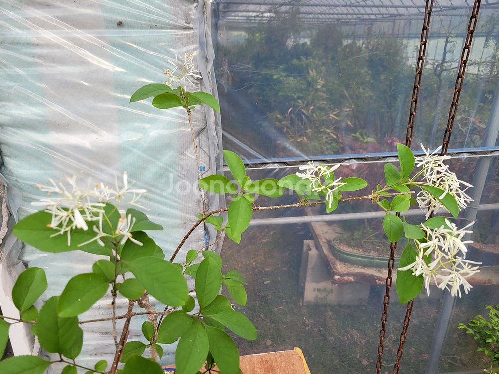 이팝나무 화분 정원수 분재 인테리어화분 카페식물--3