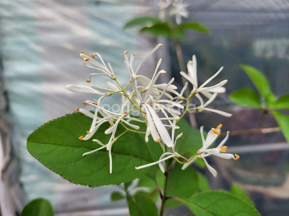 이팝나무 화분 정원수 분재 인테리어화분 카페식물--0