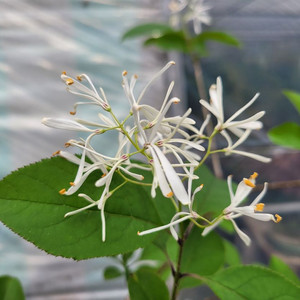 이팝나무 화분 정원수 분재 인테리어화분 카페식물