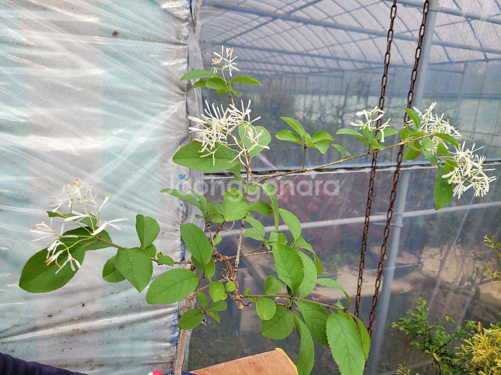 이팝나무 화분 정원수 분재 인테리어화분 카페식물--1