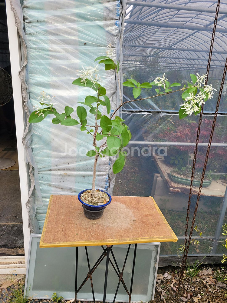 이팝나무 화분 정원수 분재 인테리어화분 카페식물--5