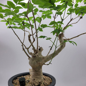 물푸레나무 화분 정원수 인테리어식물 카페화분 분재