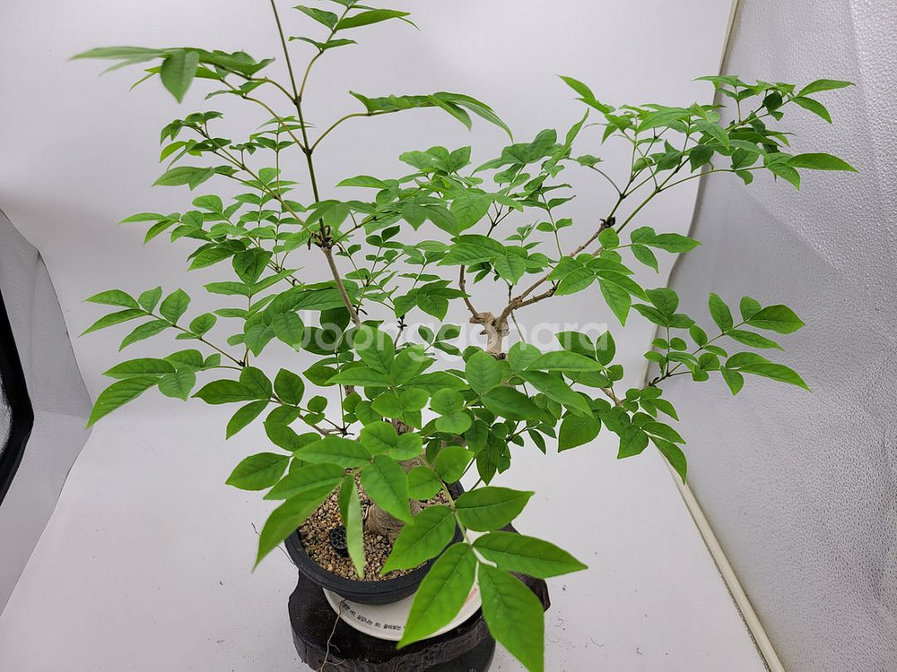 물푸레나무 화분 정원수 인테리어식물 카페화분 분재--2